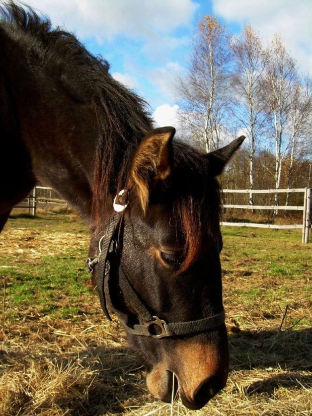 smacznego :)) #koń #konie