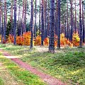 #natura #przyroda #drzewa #las #lasy #jesień #liście #huba #brzoza #sosna