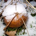 Grzybobranie ... 23 listopada ! Nazbierałem cały koszyk maślaków ... zamarzniętych na kamień :) Tutaj akurat jeden z czterech podgrzybków brunatnych ... :)