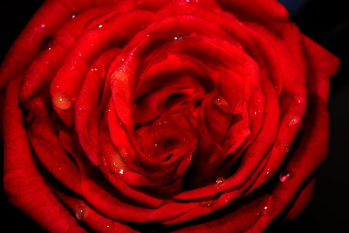 #róża #kwiat #macro #makro #krople