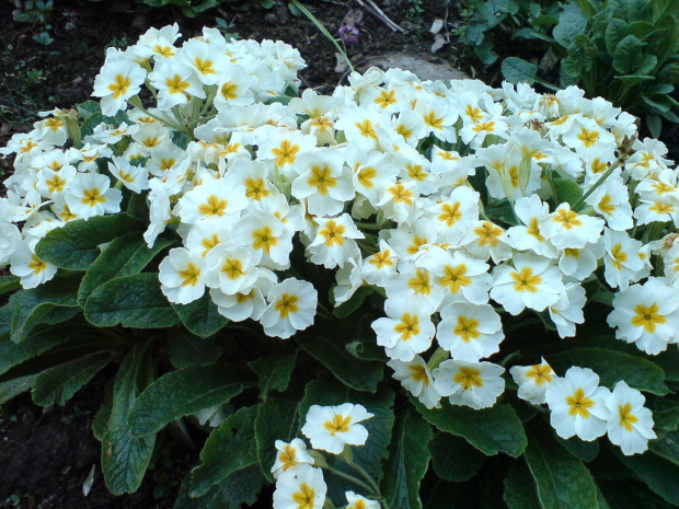 Ogród Botaniczny Lublin 2007