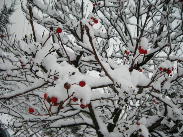 Owoce w śniegu2 #Zima