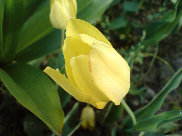 Ogród Botaniczny Lublin 2007