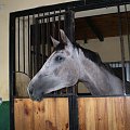 #koń #konie #klacz #siwa #stajnia