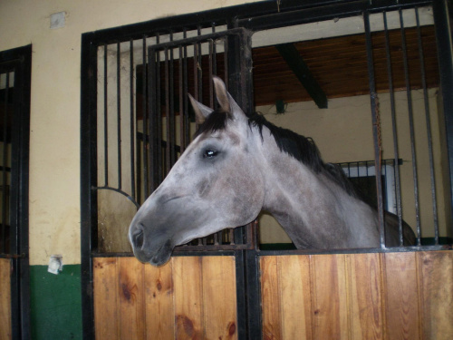 #koń #konie #klacz #siwa #stajnia