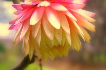 Grudniowy ogród #kwiaty #ogród #suszki