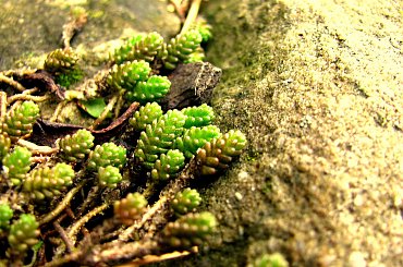 na skalniaku #ogród #grudzień #skalniak