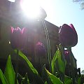 Tulipany koło domku #kwiaty