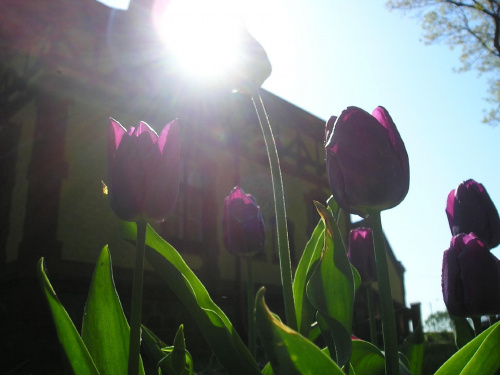 Tulipany koło domku #kwiaty