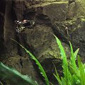 Gupik - Poecilia reticulata