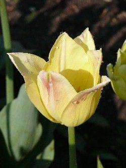 Elegant Lady #kwiaty #tulipany