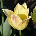 Elegant Lady #kwiaty #tulipany