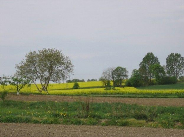 Rzepakowe szaleństwo na polach