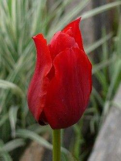 Red Shine #kwiaty #tulipany