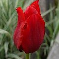 Red Shine #kwiaty #tulipany