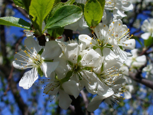 kwiat jabłoni #natura #kwiaty