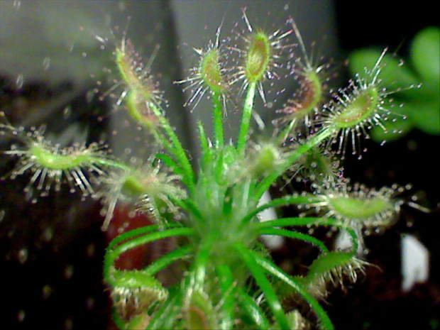 Drosera scorpioides