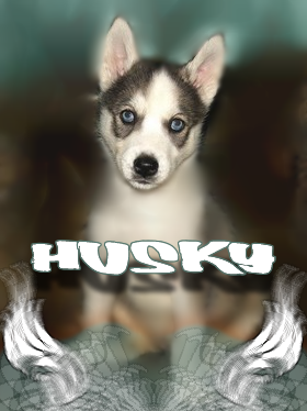 Husky odsłona II