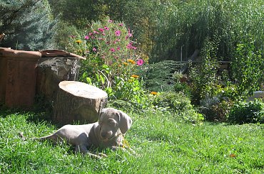 wyżły weimarskie, szczeniaki #wyżeł #weimarski #wyżły #weimarskie #szczeniaki #szczeniak #szczenię #szczenięta #pies #psy #pieski