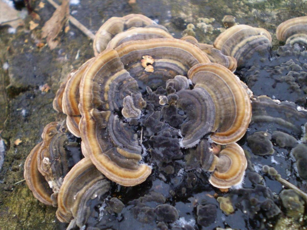 Wrośniak różnobarwny - Trametes versicolor . Data : 27.12.2008. Miejscowość : Sroczewo .