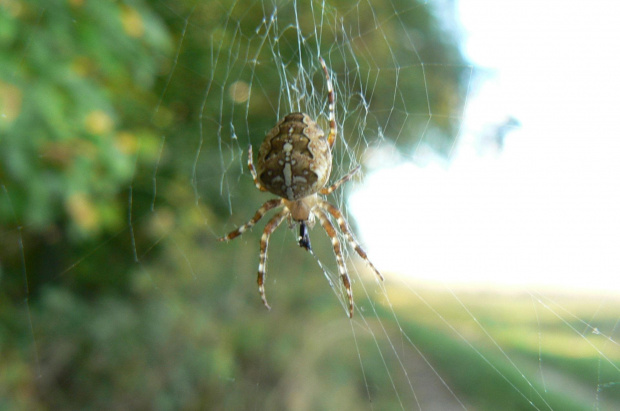 spider man #pająki