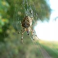 spider man #pająki