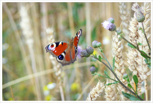 #motyl #PawieOczko #trawy