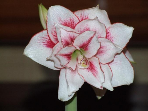 odmiana 'Elvas' - 21 stycznia 2009 #Hippeastrum #Elvas #hydroponika #amarylis