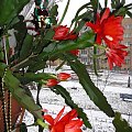 Epiphyllum ackermanii