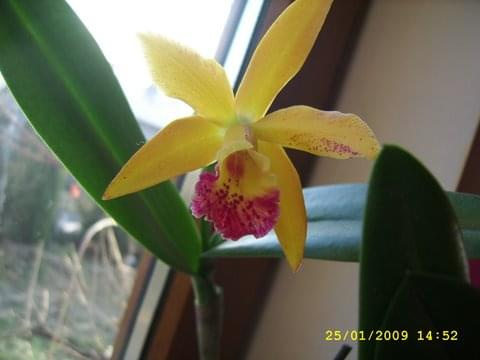 mini Cattleya hybr.