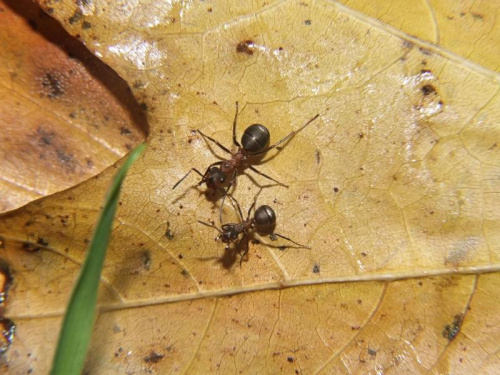 mróweczki