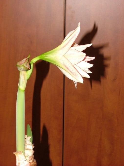 odmiana 'Aphrodite' - 2 lutego 2009 #amarylis #Aphrodite #Hippeastrum #hydroponika