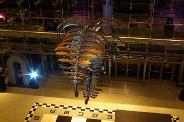 Instalacja “Opertus
Lunula Umbra” (Hidden
shadow of moon - Ukryty
cień księżyca)
koreańskiego artysty
Choe U-Ram nad
Szachownicą w Pasażu
Starego Browaru #art #StaryBrowar #robale