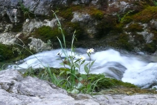 #Tatry #widoki #przyroda #góry #wakacje #kwiat #strumień