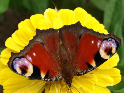 Motyl #Motyl #fauna