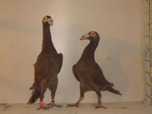 Z lewej samica 2006, z prawj samica przywieziona od czołowego hodowcy Karierów.