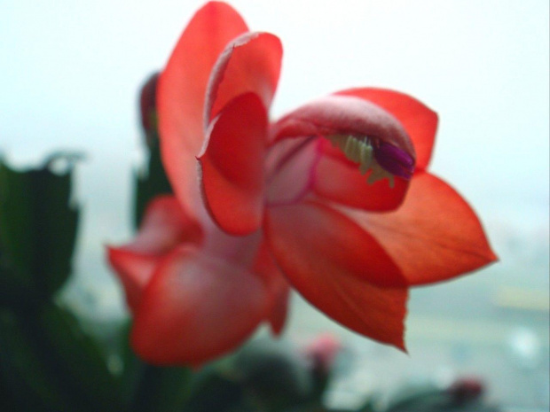 Szlumbergera zakwitła #sukulenty #kwiaty