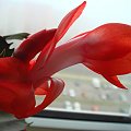 Szlumbergera zakwitła #sukulenty #kwiaty