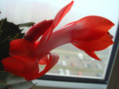 Szlumbergera zakwitła #sukulenty #kwiaty