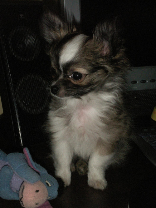 i w końcu dzisiejsze zdjęcie!
no czyż nie jestem słodki? #Chihuahua #lovely
