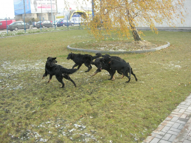 Jaga, Jasiek, Jedyneczka i Fibi