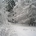 #zima #las #PuszczaBiałowieska