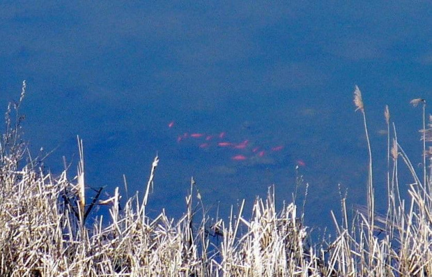 Okolice kopca Krakusa - rybki w bajorku #woda #ryby