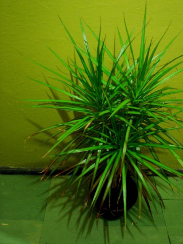 dracena marginata #roślina #kwiat #lwica79 #rośliny #kwiaty #dracena