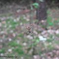 Przyroda #Las #owady #pająki #zwierzęta