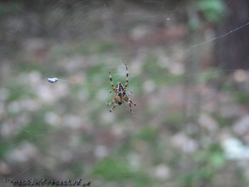 Przyroda #Las #zwierzęta #owady #pająki