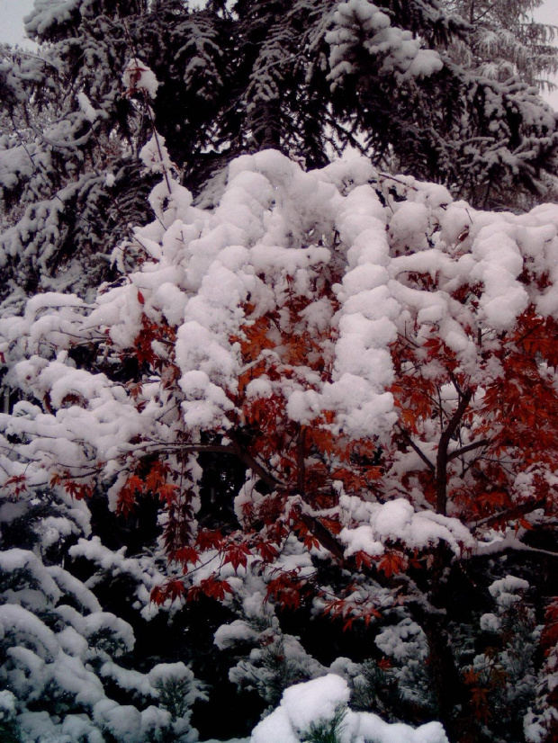 Pierwszy śnieg w RABCE-Zdrój 20.10.2007r #śnieg #rabka