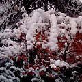 Pierwszy śnieg w RABCE-Zdrój 20.10.2007r #śnieg #rabka