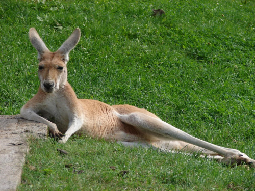 Kangurek na wczasach #animals #kangur #ZOO #zwierzęta #fauna