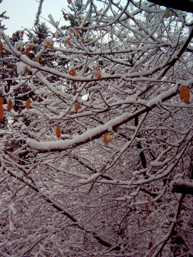 Pierwszy śnieg w RABCE-Zdrój 20.10.2007r #śnieg #rabka